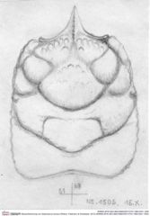 Historische Skizze/Zeichnung von Gastrosacus torosus (Robins, Feldmann & Schweitzer, 2013) (NHMW-AFW-GEO-BACHMAYER-FOTO-1990-0041-1505)